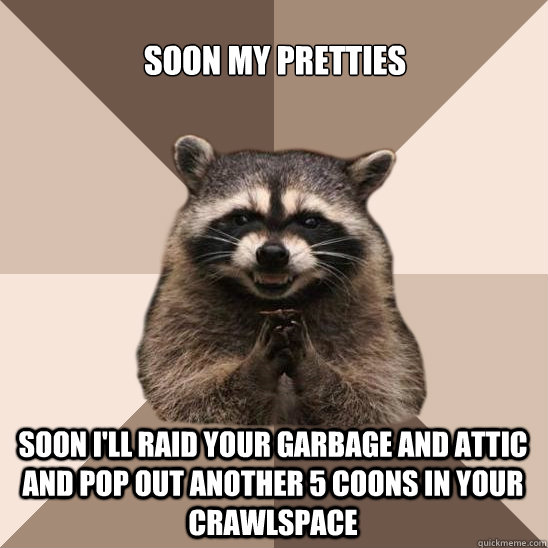 Soon my pretties Soon I'll raid your garbage and attic and pop out another 5 coons in your crawlspace - Soon my pretties Soon I'll raid your garbage and attic and pop out another 5 coons in your crawlspace  Evil Plotting Raccoon