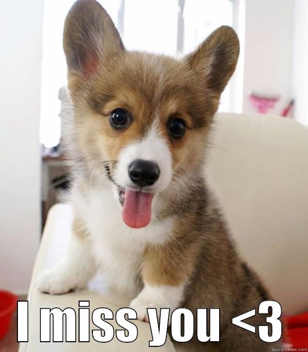 miss you corgi -  I MISS YOU <3 Misc