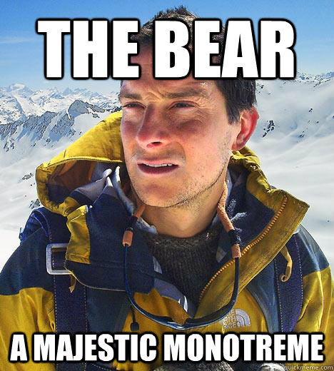 The bear A majestic Monotreme  Bear Grylls