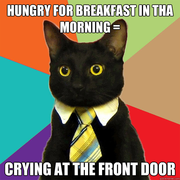 Hungry for Breakfast in tha morning = Crying at the front door  Business Cat