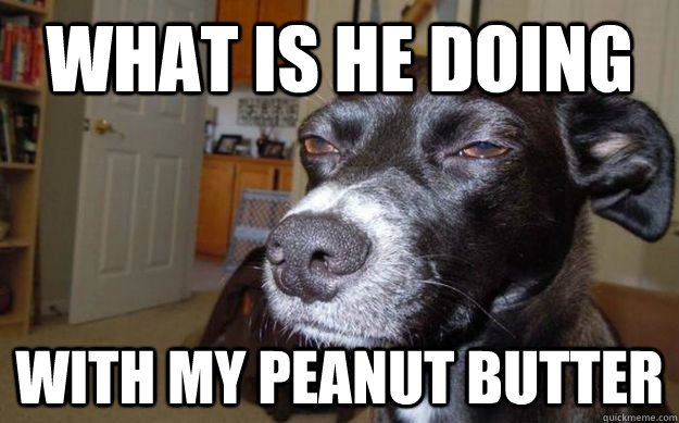 What is he doing With my peanut butter  Skeptical Mutt