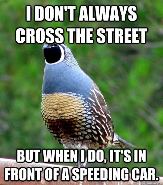 I don't always cross the street but when i do, it's in front of a speeding car.  Sexually Frustrated Quail