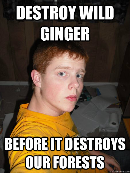 Destroy wild ginger before it destroys our forests  