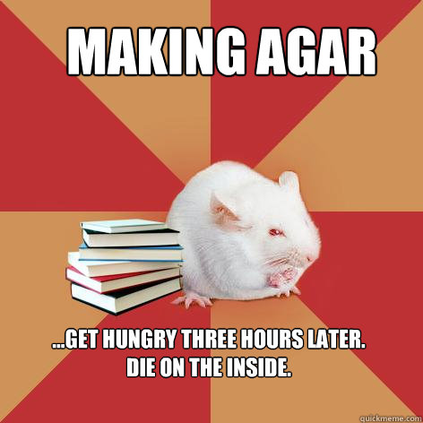 MAKING AGAR ...get hungry Three hours later.        die on the inside. - MAKING AGAR ...get hungry Three hours later.        die on the inside.  Science Major Mouse