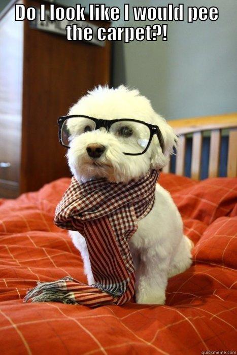 DO I LOOK LIKE I WOULD PEE THE CARPET?!  Hipster Dog