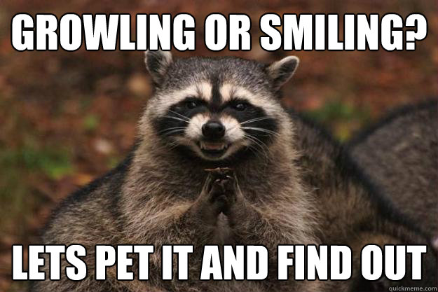 Growling or smiling? lets pet it and find out  Evil Plotting Raccoon