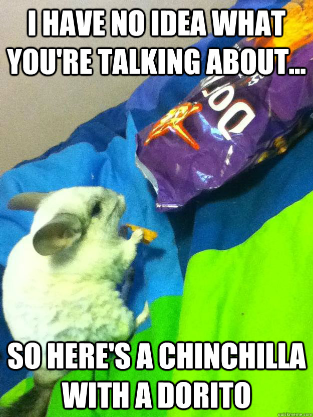 I have no idea what you're talking about... So here's a chinchilla with a Dorito  No idea - chinchilla edition