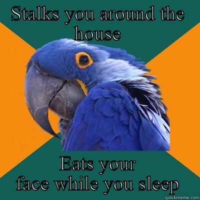 Death bird - STALKS YOU AROUND THE HOUSE EATS YOUR FACE WHILE YOU SLEEP Paranoid Parrot