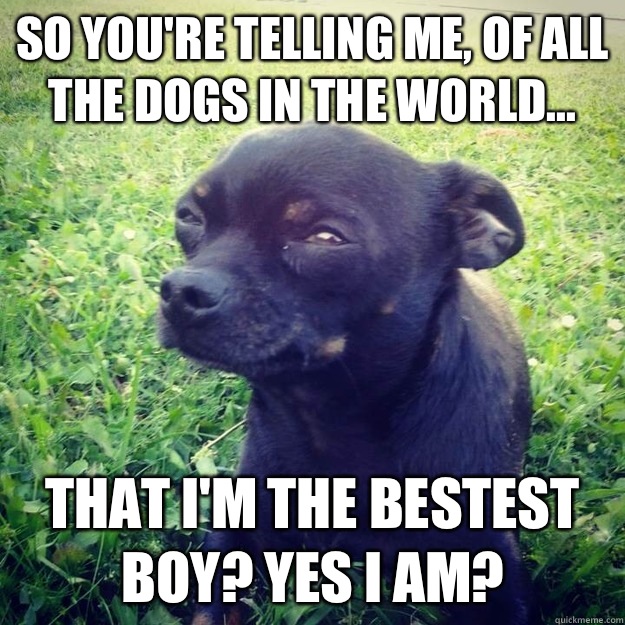 So you're telling me, of ALL the dogs in the world... That I'M the bestest boy? Yes I am?  Skeptical Dog