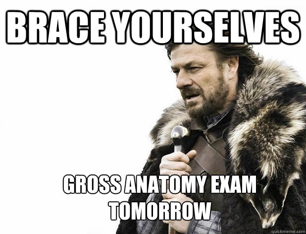 Brace yourselves GROSS ANATOMY EXAM TOMORROW - Brace yourselves GROSS ANATOMY EXAM TOMORROW  Misc