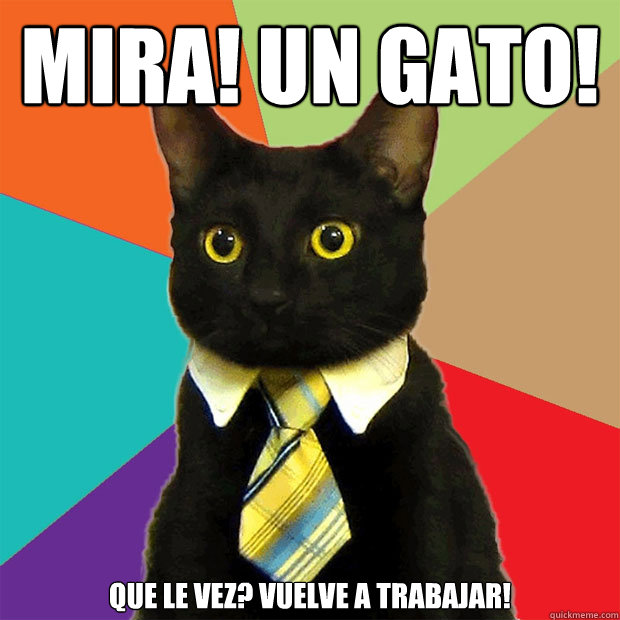 Mira! un gato! que le vez? vuelve a trabajar!  Business Cat