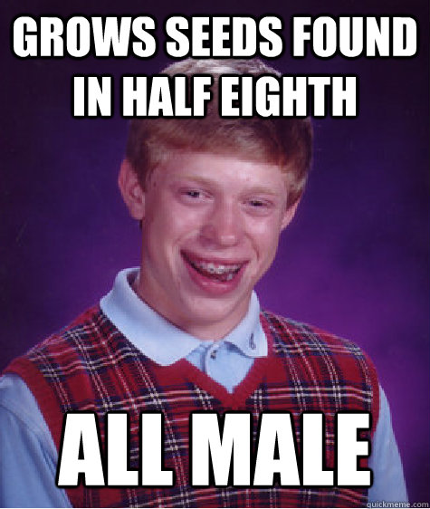 Grows seeds found in half eighth all male - Grows seeds found in half eighth all male  Bad Luck Brian