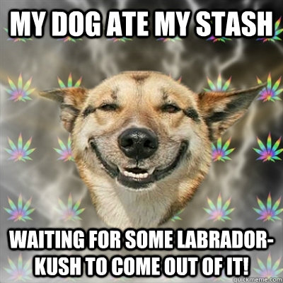 my dog ate my stash waiting for some labrador-kush to come out of it!  Stoner Dog