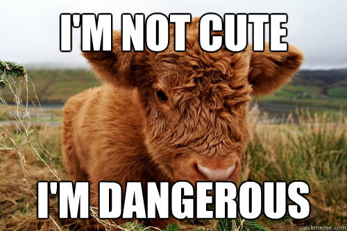 I'm not cute I'm dangerous - I'm not cute I'm dangerous  Misc