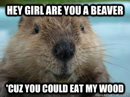 Hey girl are you a beaver 'CUZ You could eat my wood - Hey girl are you a beaver 'CUZ You could eat my wood  beaver buddy