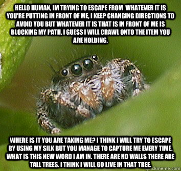 Hello human, im trying to escape from  whatever it is you're putting in front of me, I keep changing directions to avoid you but whatever it is that is in front of me is blocking my path, I guess I will crawl onto the item you are holding.  where is it yo - Hello human, im trying to escape from  whatever it is you're putting in front of me, I keep changing directions to avoid you but whatever it is that is in front of me is blocking my path, I guess I will crawl onto the item you are holding.  where is it yo  Misunderstood Spider