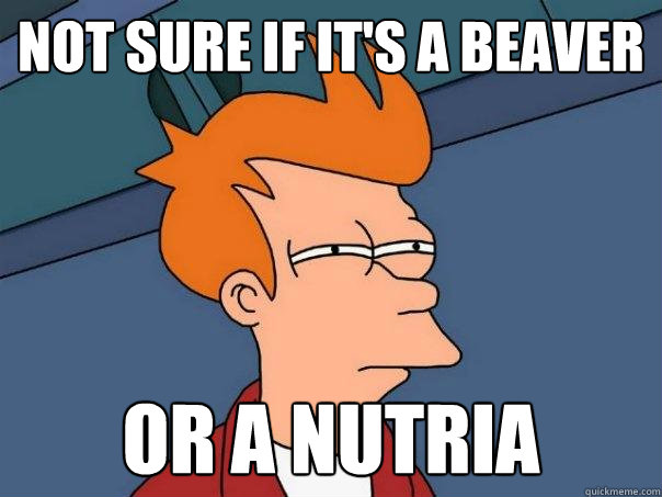 Not sure if it's a beaver Or a nutria - Not sure if it's a beaver Or a nutria  Futurama Fry