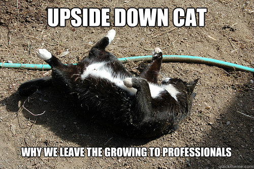 Upside down cat Why we leave the growing to professionals  