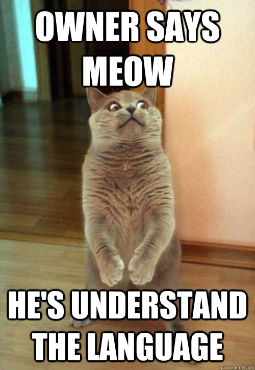 Owner says Meow he's understand the language - Owner says Meow he's understand the language  Horrorcat