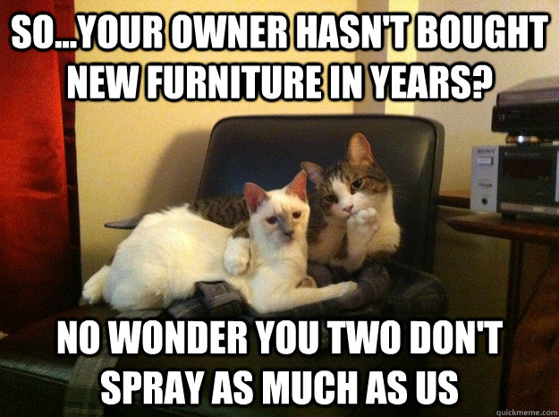 so...your owner hasn't bought new furniture in years? no wonder you two don't spray as much as us  Judgmental Cat Couple