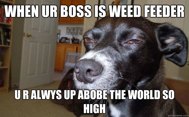 when ur boss is weed feeder  u r alwys up abobe the world so high  Skeptical Mutt