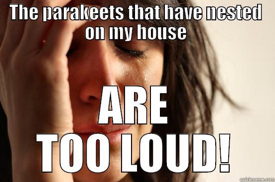 THE PARAKEETS THAT HAVE NESTED ON MY HOUSE ARE TOO LOUD! First World Problems