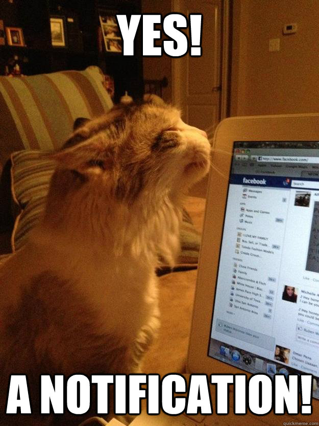 YEs! a notification! - YEs! a notification!  Thankful Cat