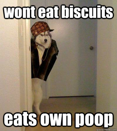 wont eat biscuits eats own poop  Scumbag dog