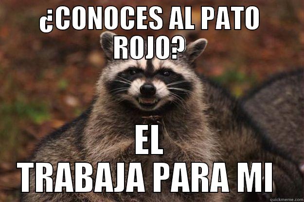 PATO ROJO ANTICONSEJERO - ¿CONOCES AL PATO ROJO? EL TRABAJA PARA MI  Evil Plotting Raccoon