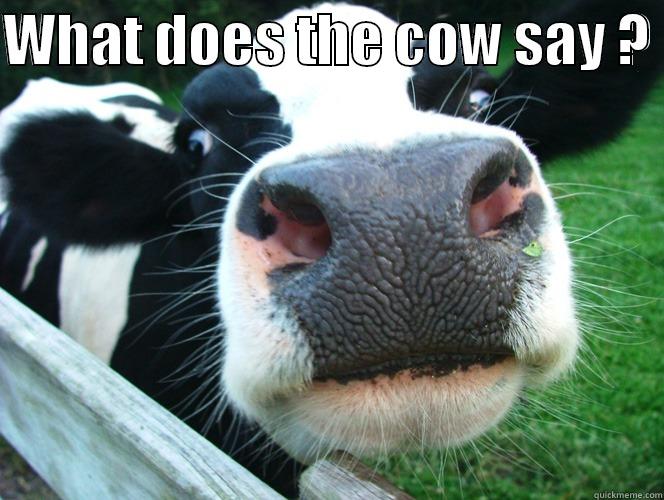 what-does-the-cow-say-toy-all-about-cow-photos