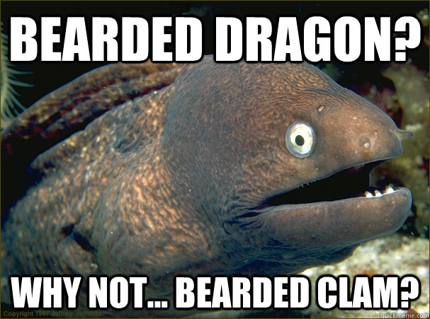 bearded dragon? why not... bearded clam?  Bad Joke Eel