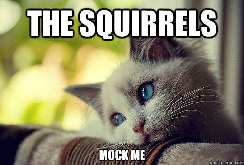 The Squirrels  mock me  