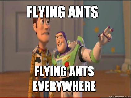 Flying ants flying ants everywhere  woody and buzz