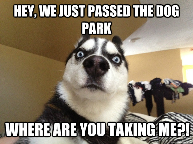 Hey, we just passed the dog park  Where are you taking me?!  