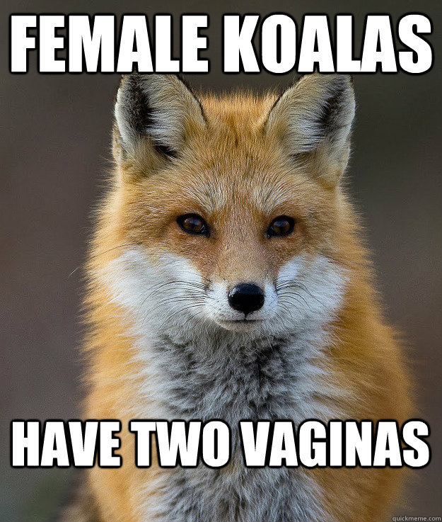 Female Koalas Have two vaginas  
