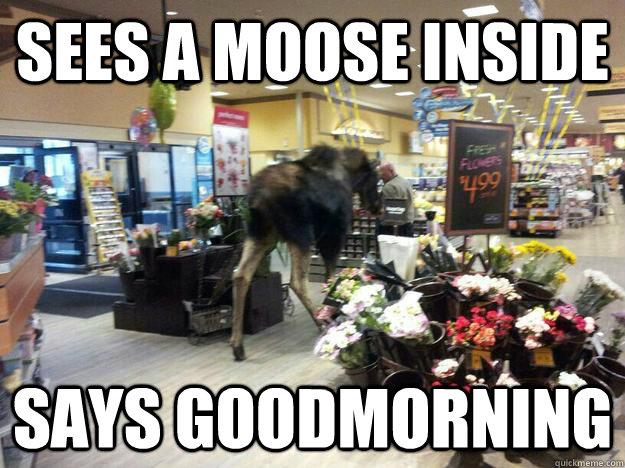 Sees a moose inside says goodmorning  