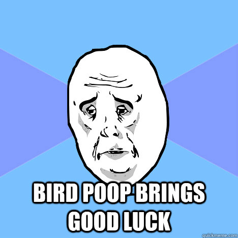  bird poop brings good luck  Okay Guy