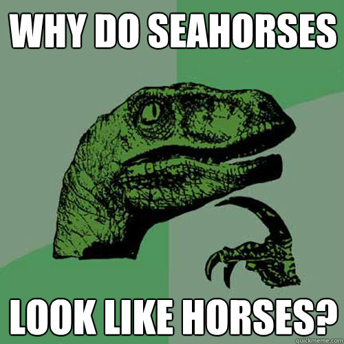 Why do seahorses look like horses? - Why do seahorses look like horses?  Philosoraptor