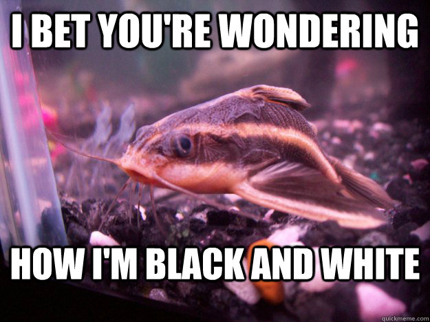 I BET YOU'RE WONDERING HOW I'M BLACK AND WHITE  Racist Catfish