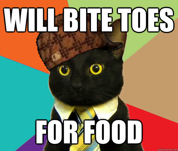 will bite toes for food - will bite toes for food  Scumbag Cat