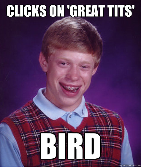 Clicks on 'Great Tits' Bird  Bad Luck Brian