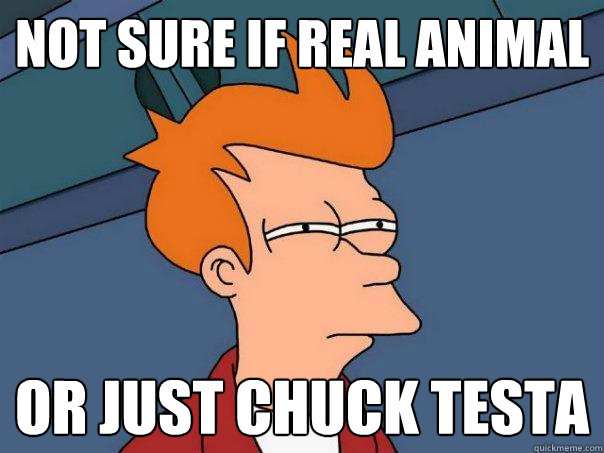 Not sure if real animal Or just Chuck Testa  Futurama Fry