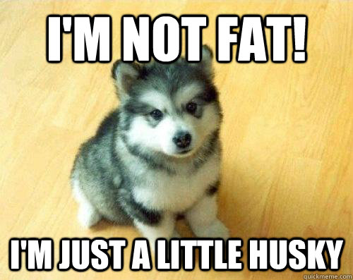 I'm not fat! I'm just a little Husky - I'm not fat! I'm just a little Husky  Baby Courage Wolf