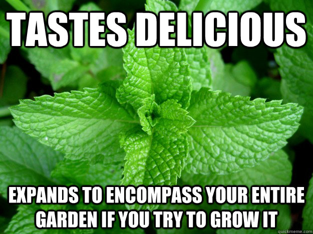 Tastes Delicious Expands to encompass your entire garden if you try to grow it  Scumbag Mint