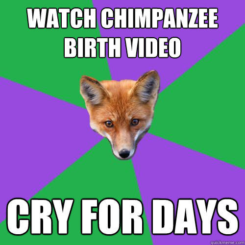 watch chimpanzee birth video cry for days   Anthropology Major Fox