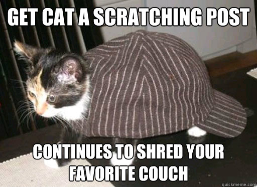 Get cat a scratching post Continues to shred your favorite couch  