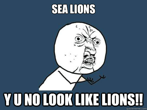 sea lions  y u no look like lions!!  Y U No