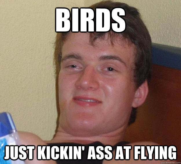 BIRDS just kickin' ass at flying  10 Guy