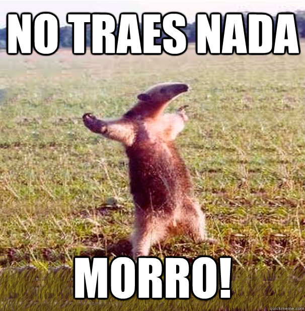 No traes nada morro!  oso hormiguero