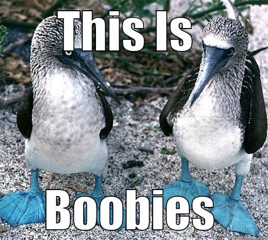 THIS IS  BOOBIES Misc